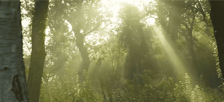 Relax in our Wellness App Forest Scene