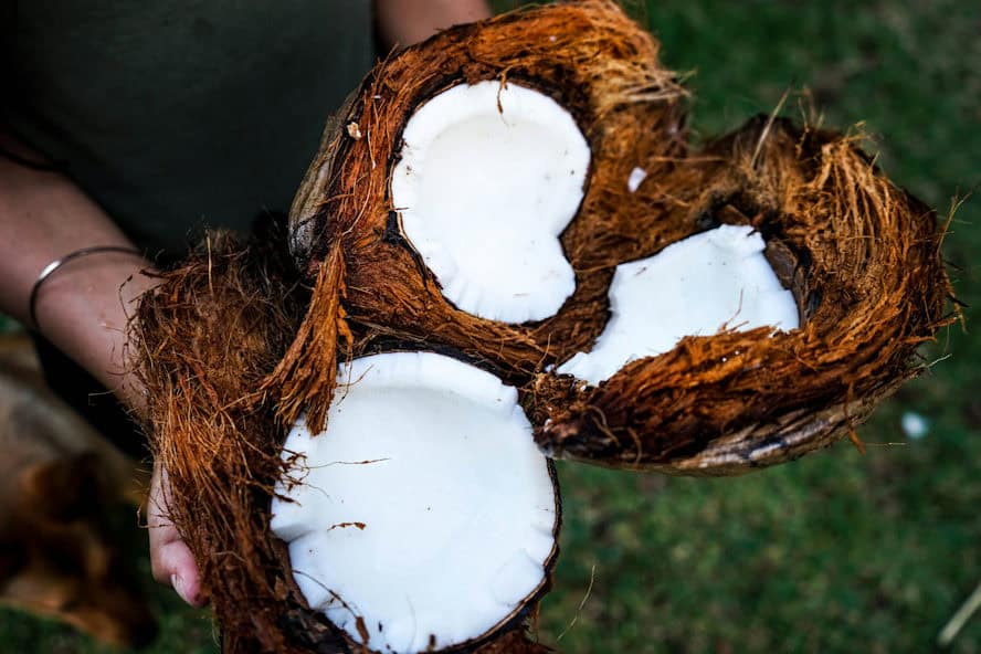 how is coconut oil fractionated? lady holding three fresh coconut halves