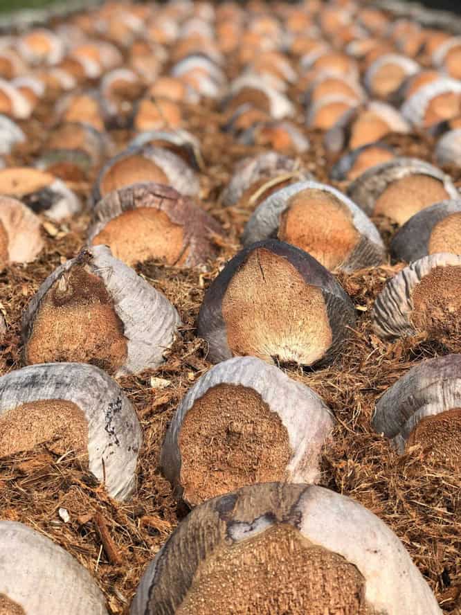 Rows of brown coconuts on a coconut farm